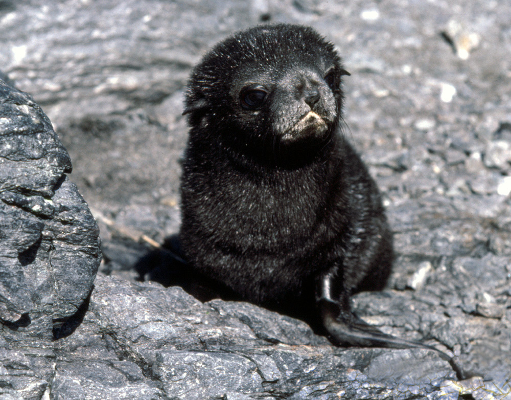 cuddly seals